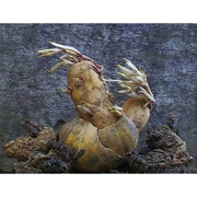 AGNES VARDA - PATATUTOPIE & J.M.BYTEBIER: MUSEE IXELLES-ELSENSE -- 29/5